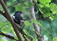 Copsychus saularis