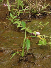 Pontederia vaginalis, photograph chiuluan, CC BY, iNaturalist via GBIF