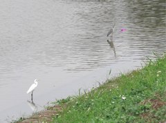 Ardea cinerea