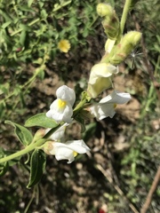 Antirrhinum graniticum