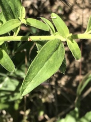 Antirrhinum graniticum