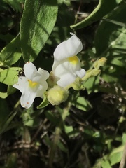 Antirrhinum graniticum