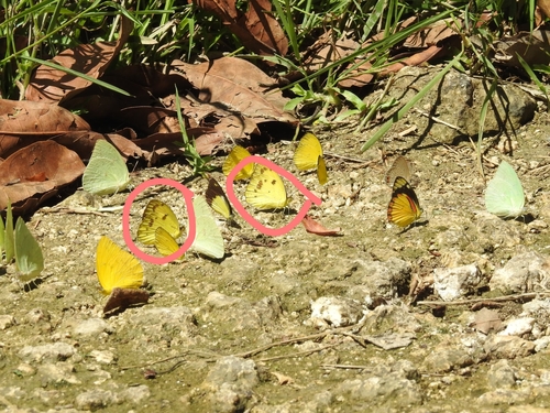 Ixias vollenhovii