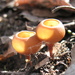 Dumontinia tuberosa - Photo (c) Lena Struwe, algunos derechos reservados (CC BY-NC), uploaded by Lena Struwe