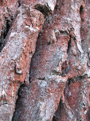 Trentepohlia umbrina