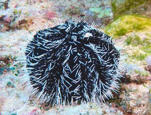 Lamington urchin