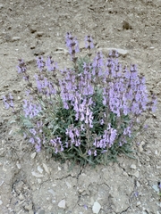 Salvia canescens