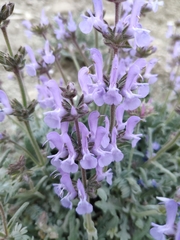 Salvia canescens