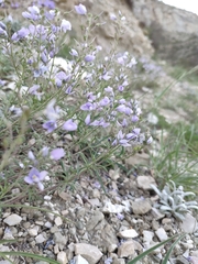Veronica multifida