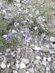Veronica multifida