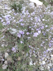 Veronica multifida