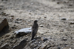 Muscisaxicola cinereus