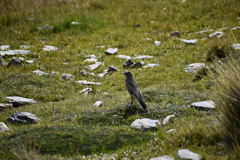 Muscisaxicola cinereus