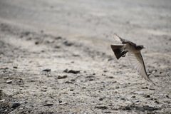 Muscisaxicola cinereus