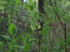 Lonicera caerulea cauriana