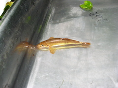 Rhinichthys cataractae