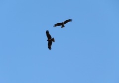 Milvus migrans lineatus