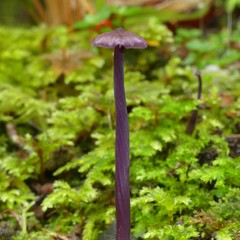 Laccaria masoniae