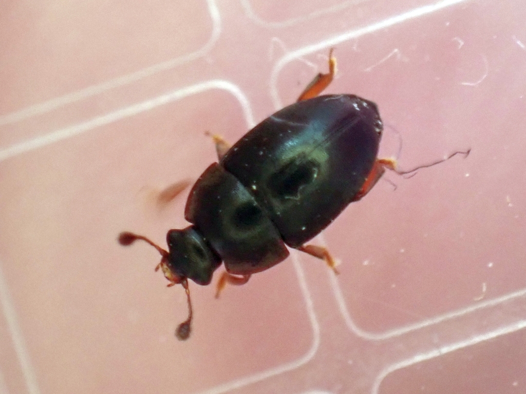 Brassicogethes coeruleovirens