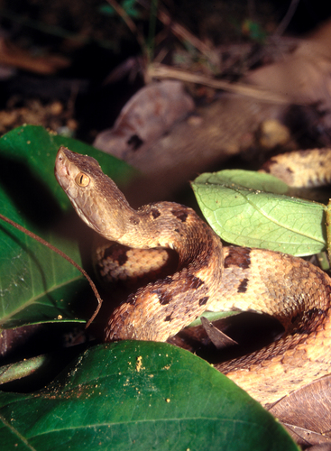 Photo of a Brazil's Lancehead (oligobalius) (Bothrops oligobalius)