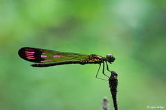 Heliocypha bisignata