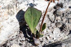 Mairia coriacea