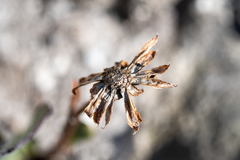Mairia coriacea