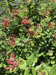 Lonicera sempervirens sempervirens