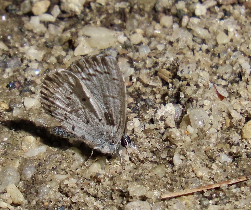 northern-azure-from-long-island-deer-park-ny-us-on-may-7-2024-at-04
