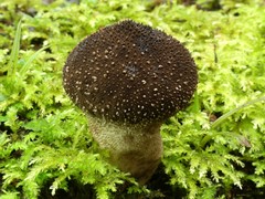 Lycoperdon compactum