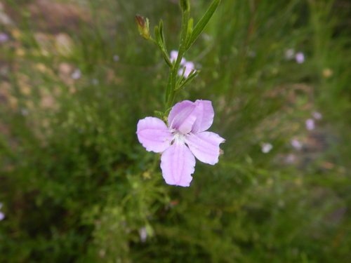 Coopernookia barbata (Coopernookia barbata)