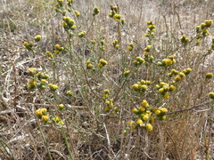 Marasmodes trifida