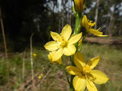 Bulbine glauca