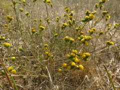 Marasmodes trifida