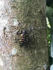 Anoplophora albopicta