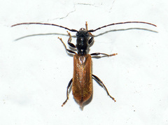 Stenhomalus bicolor
