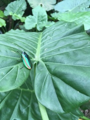 Chrysochroa fulgidissima