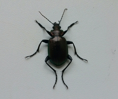Calosoma inquisitor