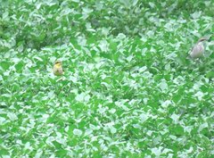 Motacilla tschutschensis