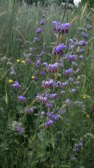 Salvia indica