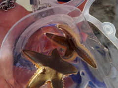 Astropecten jonstoni