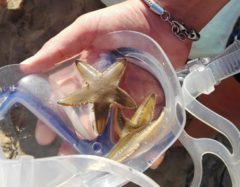 Astropecten jonstoni