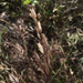 Weedy Brome - Photo (c) Eric Wrubel, some rights reserved (CC BY-NC), uploaded by Eric Wrubel
