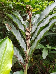Alpinia uraiensis