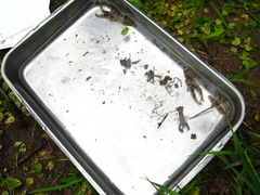 Rhinichthys cataractae