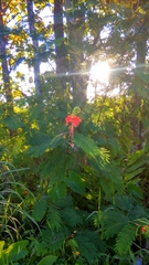 Calliandra houstoniana calothyrsus