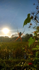 Argiope catenulata