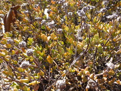 Lampranthus debilis
