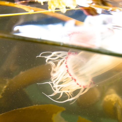 Polyorchis penicillatus