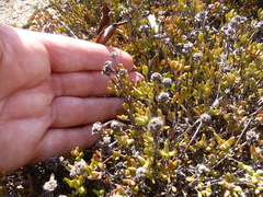 Lampranthus debilis